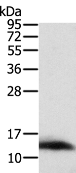 ACYP1 Antibody