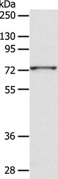 ADAM10 Antibody