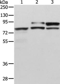 ADAM15 Antibody