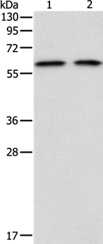 ADAM2 Antibody