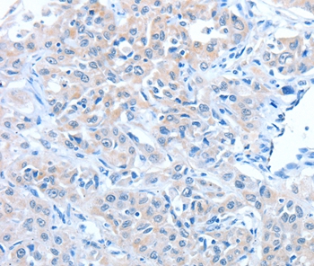 ADAM7 Antibody