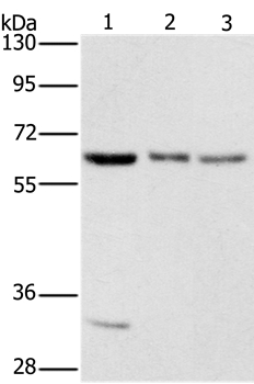 AAAS Antibody