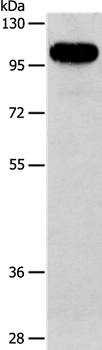 AFAP1 Antibody