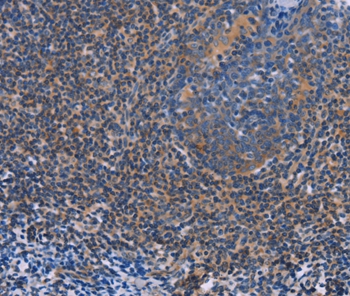 AGFG1 Antibody