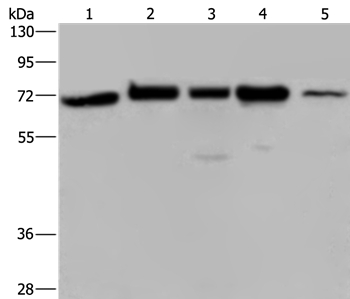 AGFG1 Antibody