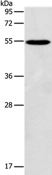 AGPAT6 Antibody