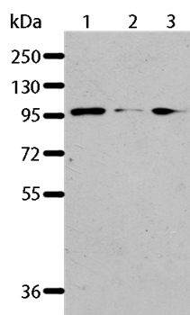 AKAP8L Antibody