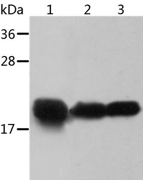 CRYAB Antibody