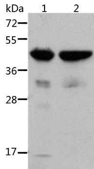 ACTA1 Antibody