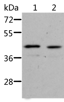 NIF3L1 Antibody