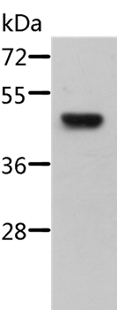 STRADB Antibody