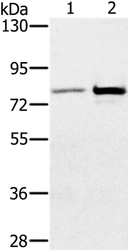 CARF Antibody