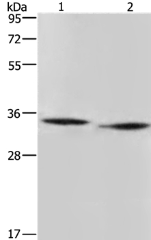 AMDHD2 Antibody