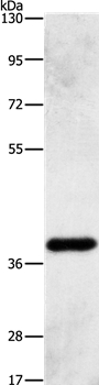 PRKAG1 Antibody