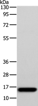 AP2S1 Antibody