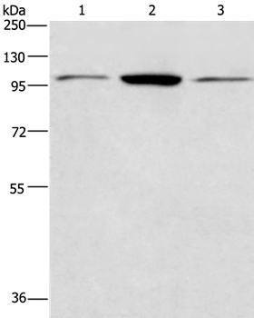 ANAPC2 Antibody