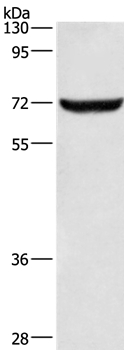 ANAPC5 Antibody