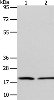 ANAPC13 Antibody