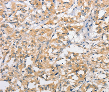 ATG10 Antibody