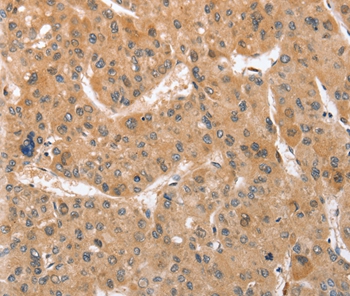 ATG12 Antibody