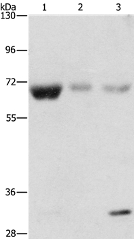 NAE1 Antibody