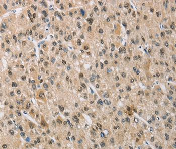 NAPSA Antibody