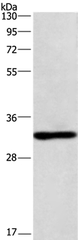 NAPSA Antibody