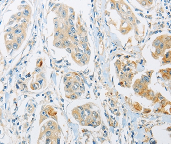 ARHGEF10 Antibody