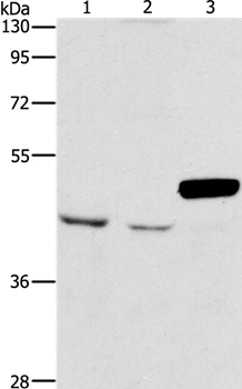 ARMCX3 Antibody