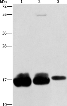 IFITM3 Antibody