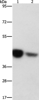 IDH3G Antibody