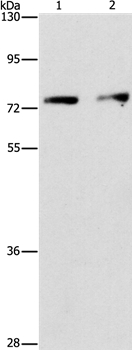 INTS10 Antibody