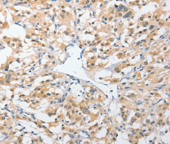 UCHL5 Antibody