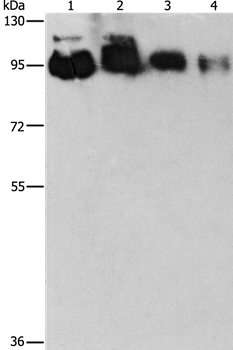 EPS15L1 Antibody