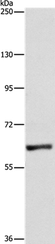 UBQLN1 Antibody