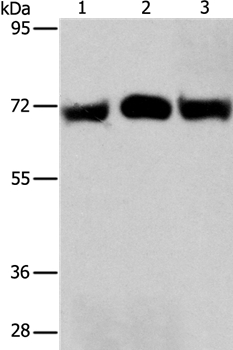 RPN1 Antibody