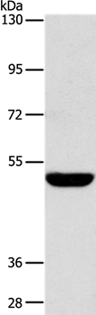 SPTLC1 Antibody