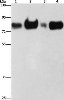 ACSL4 Antibody