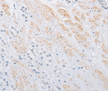 OLFM1 Antibody