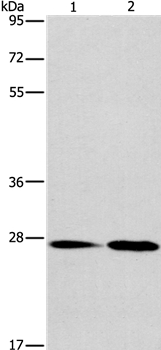 NAT8 Antibody