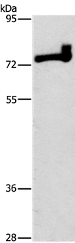 PRKCD Antibody