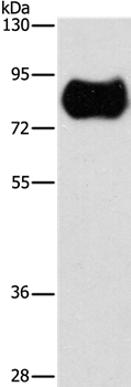 MAP4K2 Antibody