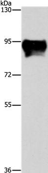 MARK1 Antibody