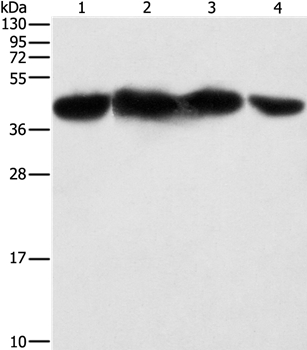 PGK2 Antibody