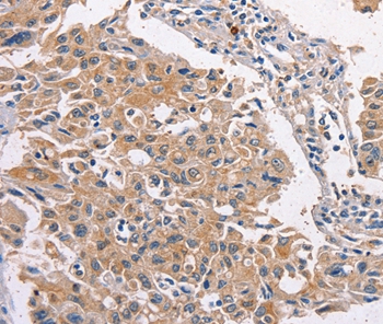 MAPK15 Antibody