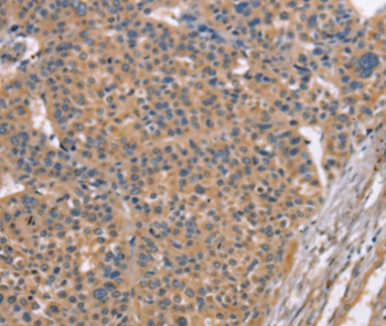 MAPK15 Antibody