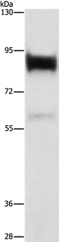 LTF Antibody