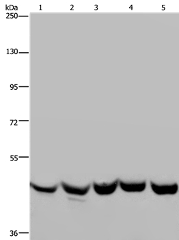 YARS2 Antibody