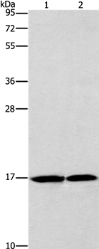 GMFG Antibody