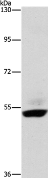 STK40 Antibody